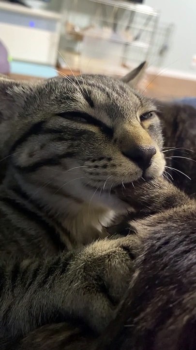 Cat Nibbles on Her Brother's Ear