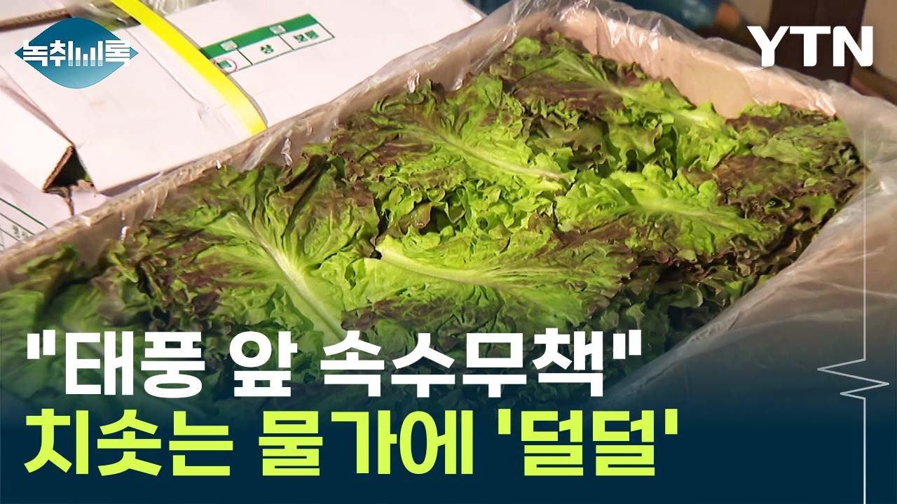 "상추 리필하면 사장님 피눈물"...폭우·폭염에 채솟값 '직격탄' [Y녹취록] / YTN