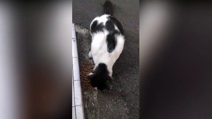 Realitas Mengejutkan dari Kucing Jalanan yang Minta Makan: Bagaimana Bisa Kita Mengabaikan Permintaan Mereka?