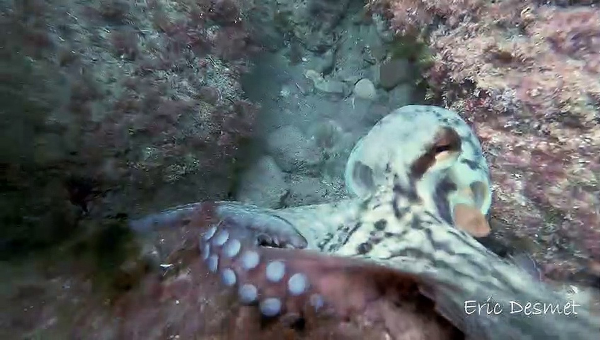 ⁣Octopus Lashes Out At Paparazzi