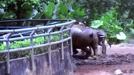 Zebras Are More Powerful Than Horses !!