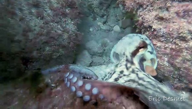 Octopus Lashes Out At Paparazzi