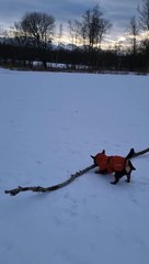 Small Dog Finds a Big Stick