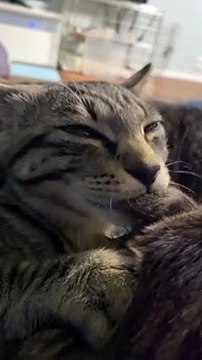 Cat Nibbles on Her Brother's Ear