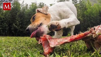 Hombre detenido por disparar a un perro hambriento