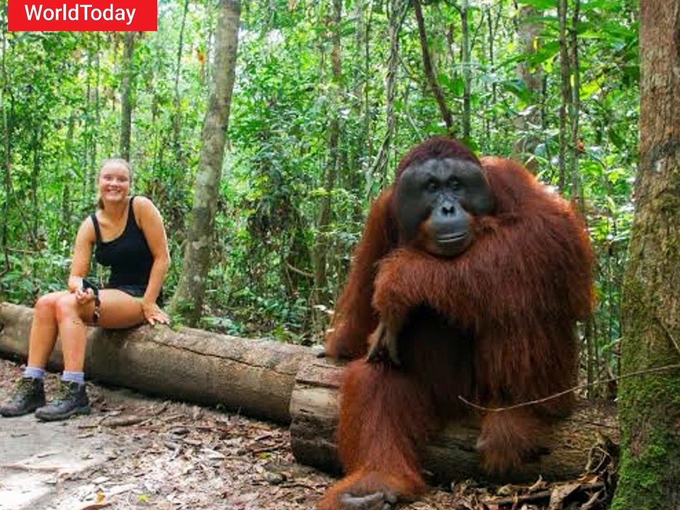 Orangutan Attacks