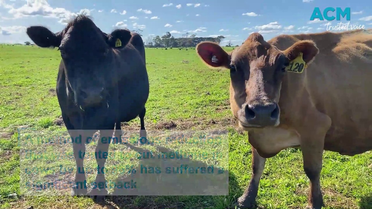 Seaweed cow feed methane reduction results falter in latest Australian trial