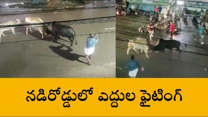 అనంతపురం: నడిరోడ్డుపై బుల్ ఫైట్... నలుగురికి గాయాలు