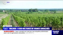 Plus de 9000 hectares de vignes vont être arrachés dans le bordelais