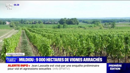 Download Video: Plus de 9000 hectares de vignes vont être arrachés dans le bordelais