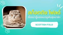 สก็อตติช โฟลด์ เรื่องน่ารู้ของแมวหูพับสุดน่ารัก