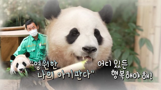 [영상] 푸바오의 3번째 생일... 대나무 케이크 좋아요 / YTN