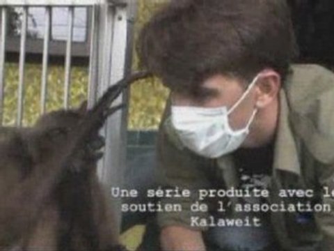 Ep 1 Partie 2 Les Missions de Chanee, Kalaweit