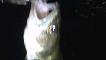 MCH 405 NIGHT FISHING MONSTER TROUT RIVER MONSTERS AND I CAUGHT IT AT  DICKSON DAM GLENNIFER LAKE ALBERTA CANADA.