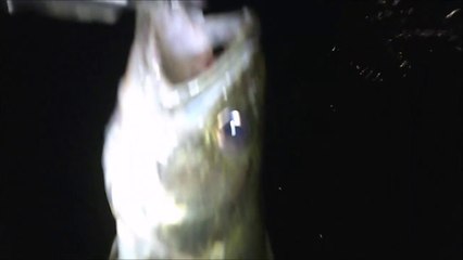 MCH 405 NIGHT FISHING MONSTER TROUT RIVER MONSTERS AND I CAUGHT IT AT  DICKSON DAM GLENNIFER LAKE ALBERTA CANADA.