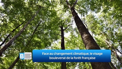 Face au changement climatique, le visage bouleversé de la forêt française