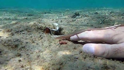 Shaking Hands With an Octopus