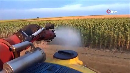 Çekirge istilasına karşı ilaçlama çalışması başlatıldı