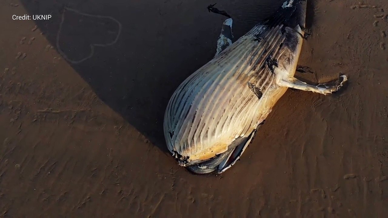 Dead whale washes up on Kent beach