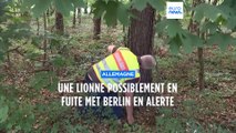 Allemagne : une lionne possiblement en fuite met Berlin en alerte