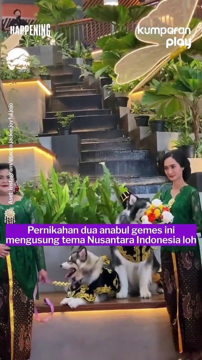 Deux Indonésiennes au coeur d'une polémique en organisant un somptueux mariage pour leurs chiens ... qui a coûté plus de 40 fois le montant du salaire minimum indonésien!