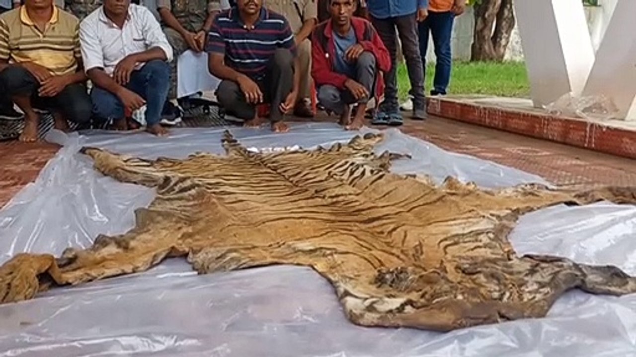 बाघ की खाल व दांत बेचने के फिराक में थे तस्कर,...