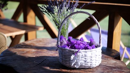 Nasze Miasto Lublin - jak założyć pole lawendy?