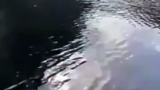 Quand un crocodile nage à côté de votre bateau