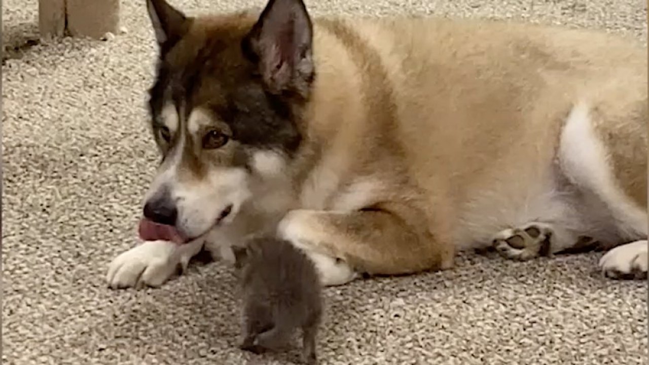 Adopted kitten is determined to play with big old Malamute dog