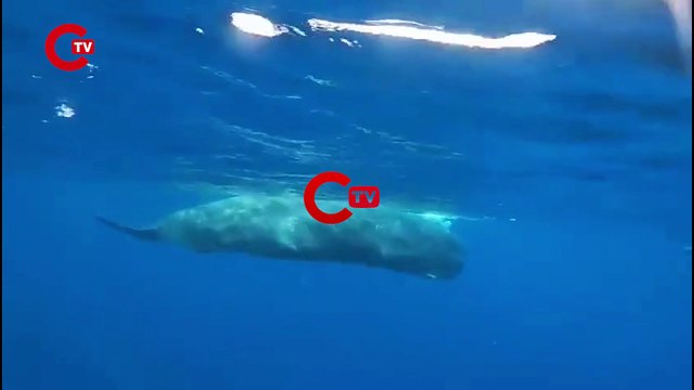 Kaş ve Fethiye sularındaki ispermeçet balinalar