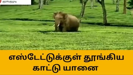 Descargar video: வால்பாறை: திடீரென எழுந்து நின்ற காட்டு யானை - மக்கள் பீதி!