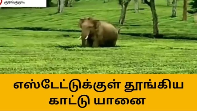 வால்பாறை: திடீரென எழுந்து நின்ற காட்டு யானை - மக்கள் பீதி!