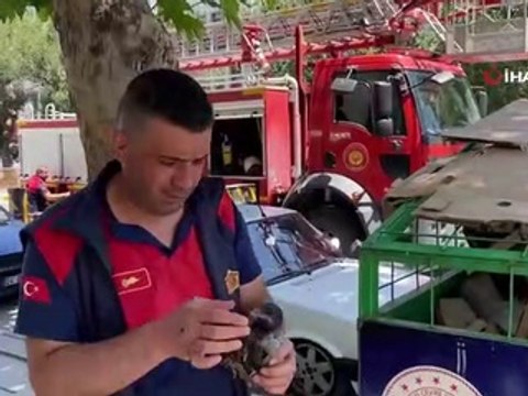 Yere düşen yavru kargayı yuvasına koyan itfaiye ekipleri, vatandaşları anne karganın saldırısından kurtardı