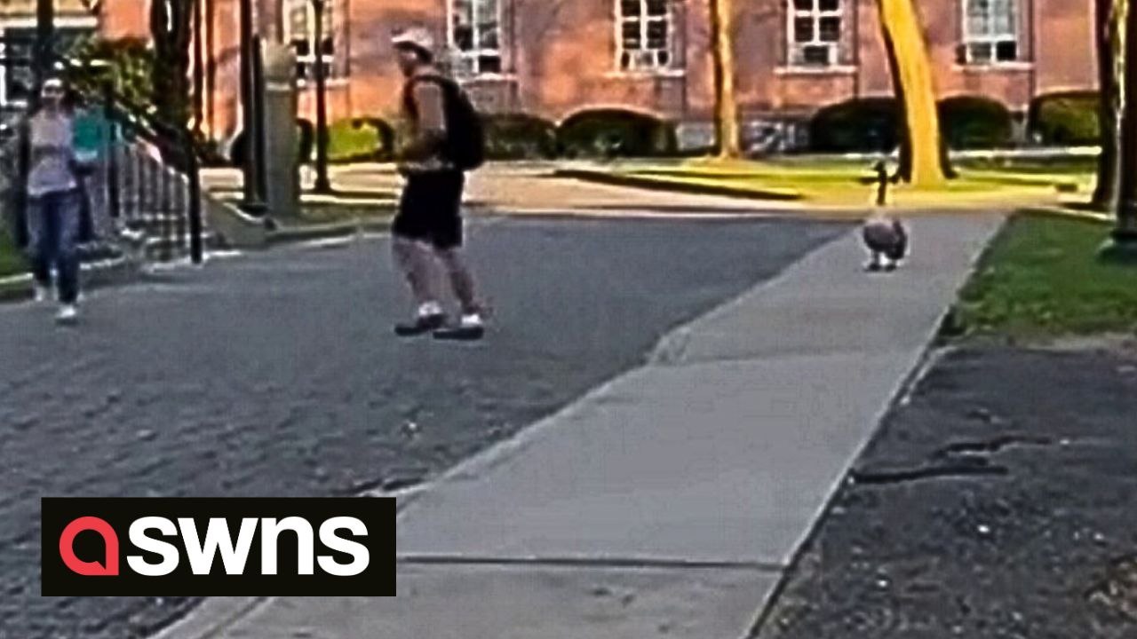 Raging goose runs riot on college campus sending students fleeing in terror