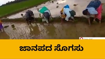 ಸಿದ್ದಾಪುರ : ಮಲೆನಾಡಿನ ರೈತ ಮಹಿಳೆಯರ ನಾಟಿ ಹಾಡು