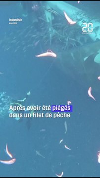 Des plongeurs sauvent cinq requins-baleines prisonniers d’un filet de pêche #shorts