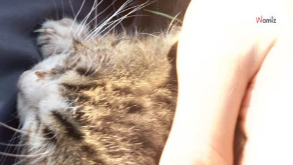 Woman shocked at people's indifference when they see helpless kitten on the road
