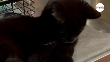 Cat sits everyday by the dishwasher waiting for this to happen (Video)