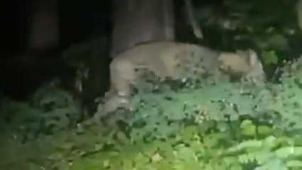 Almanya'nın başkenti Berlin'de başıboş aslan paniği