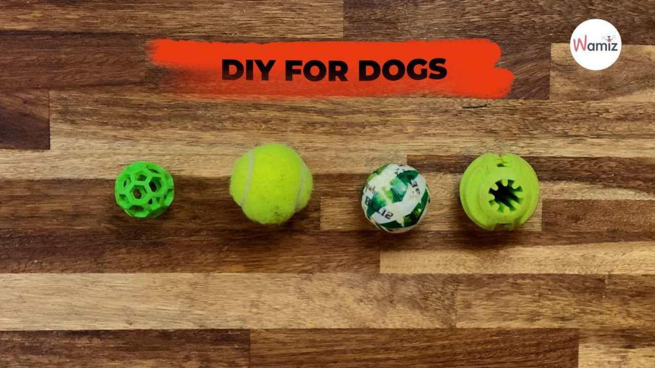DIY For dogs