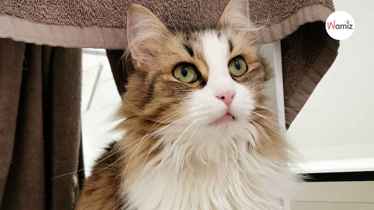 Mort du chat Neko en gare de Montparnasse : la SNCF décide de faire appel de sa condamnation