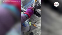 En Alaska, un couple utilise un bus pour promener les chiens du quartier (vidéo)
