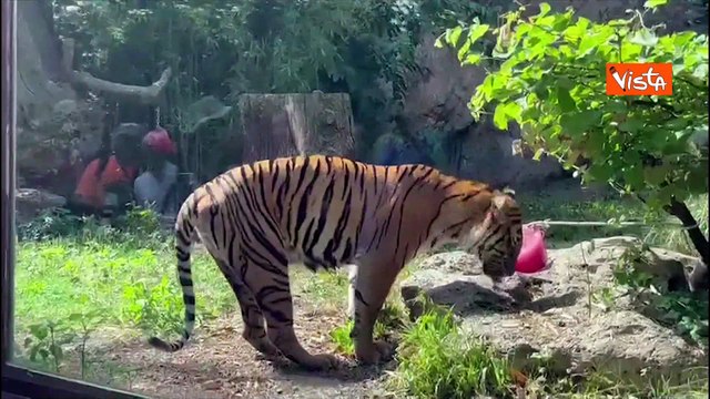 Caldo al Bioparco di Roma, per gli animali ghiaccioli di carne e frullati congelati