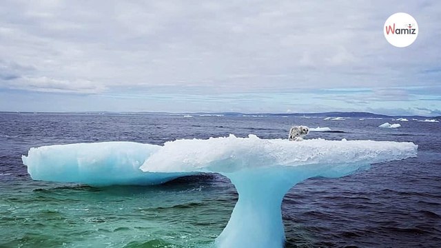 Ils voient un animal piégé sur un iceberg et pensent que c’est un chien : ils réalisent vite leur erreur