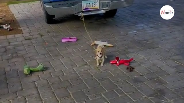 Attaché toute la journée à une voiture, ce chiot est enfin délivré de cette vie et laisse exploser sa joie (vidéo)