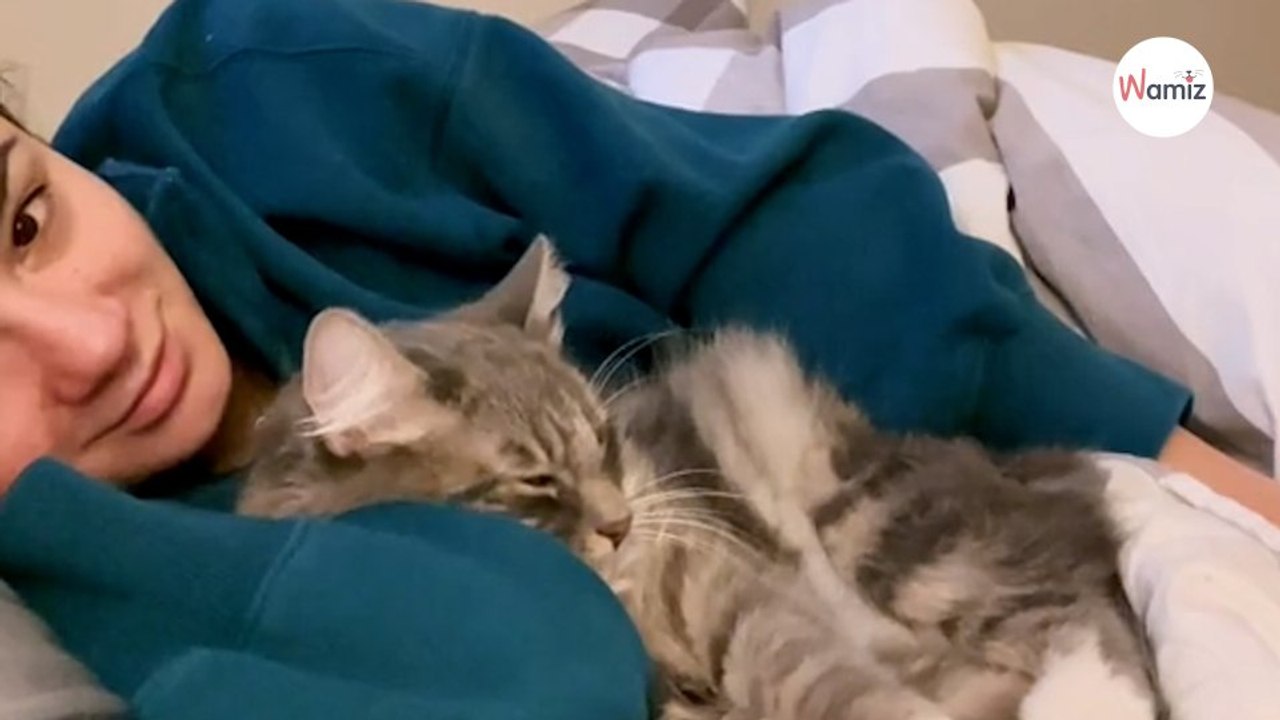 Elle voulait absolument que son chat devienne câlin : elle a imaginé une routine pour le rendre accro !