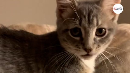 Ils laissent leur enfant choisir le nom de leur chaton et réalisent trop tard leur erreur (vidéo)