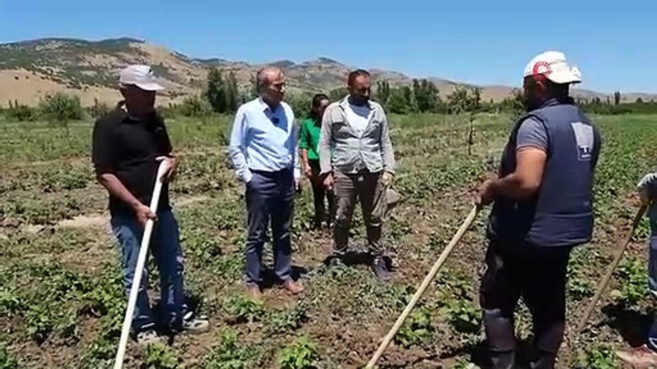 La municipalité d'Arguvan a planté des haricots secs pour la première fois
