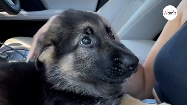 Un chiot berger allemand est paralysé des pattes arrières : quelques mois après, il étonne tout le monde ! (vidéo)