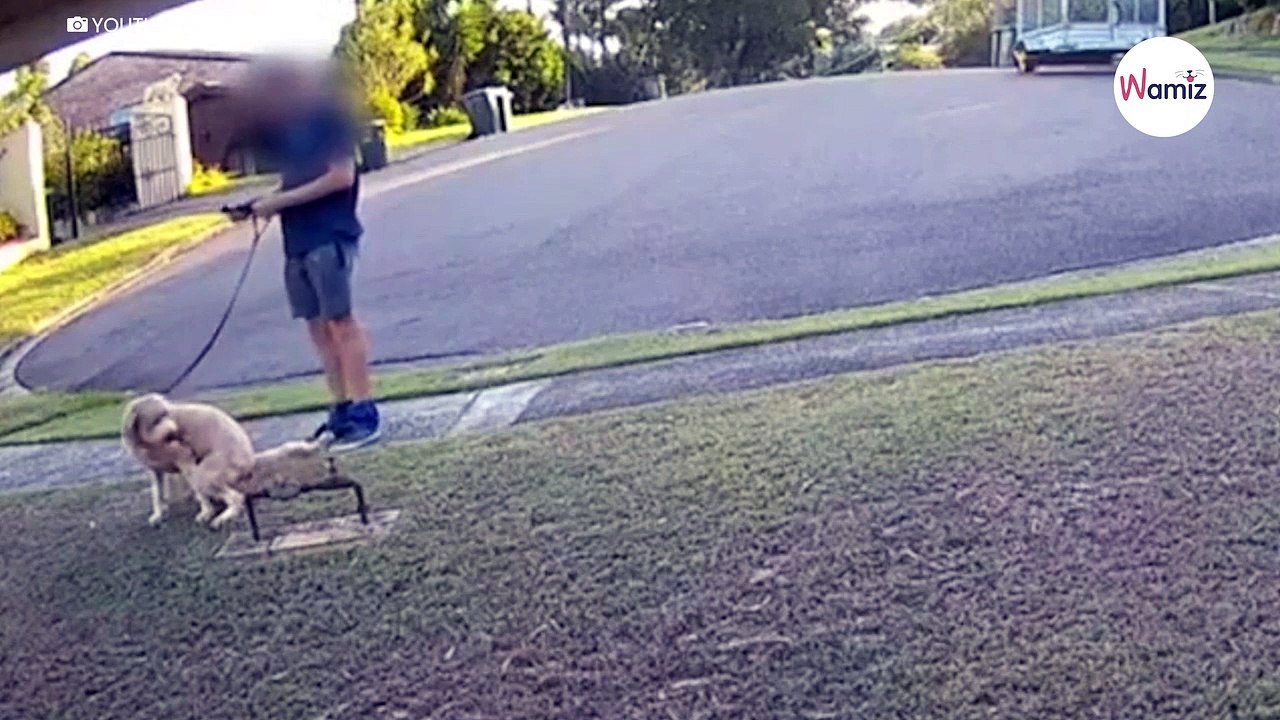 Il sort le sac à caca et se baisse pour ramasser les crottes de son toutou... personne n'imaginait la suite (vidéo)